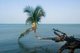 Thailand: A coconut palm grows over the sea at Ao Wok Tum, Ko Phangan